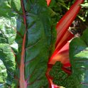 Beta vulgaris cicla 'Bright Lights' (3)